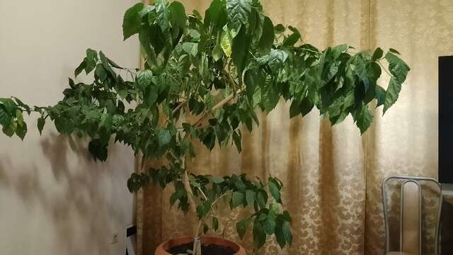 Гостиница Сказка Ярославль-85